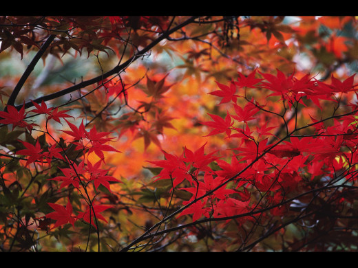 29459 (a): :1024x768